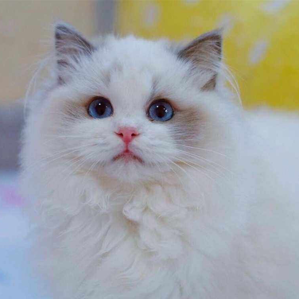 6 布偶猫