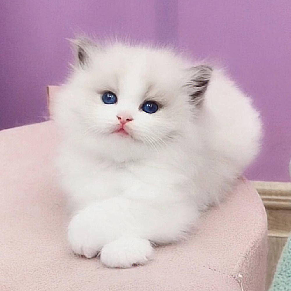 7 布偶猫