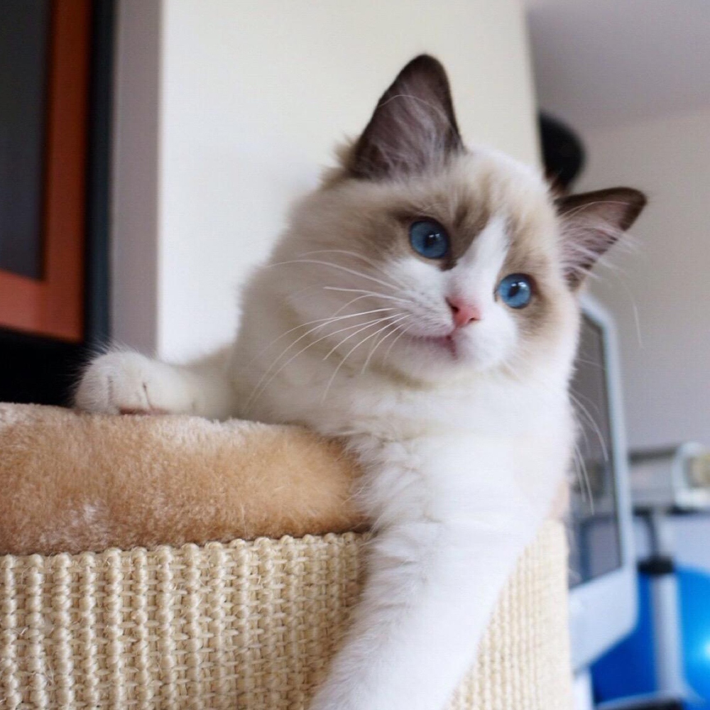 8 布偶猫