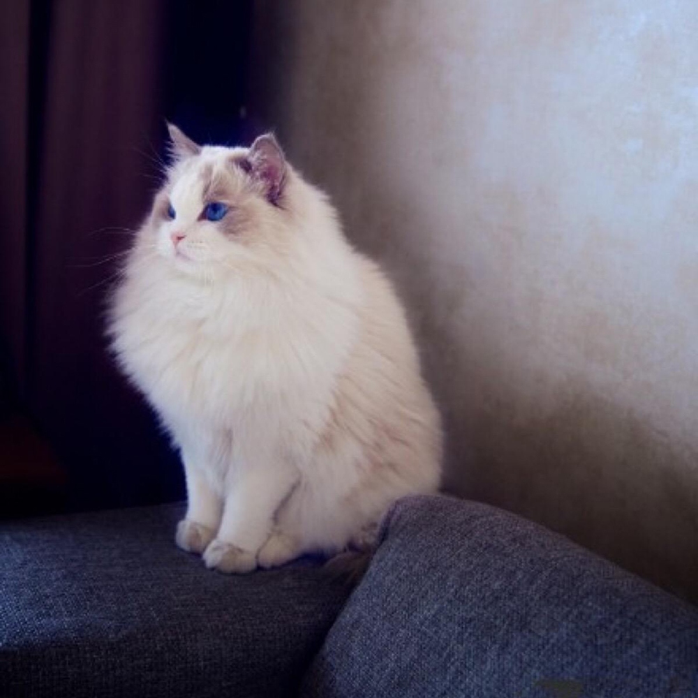 9 布偶猫