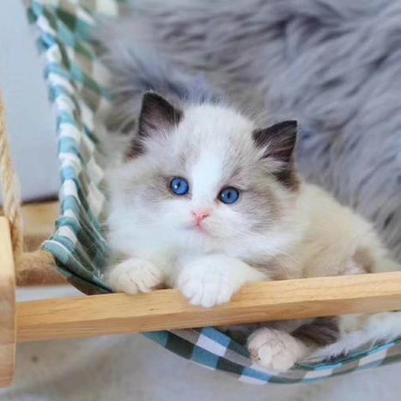 10 布偶猫
