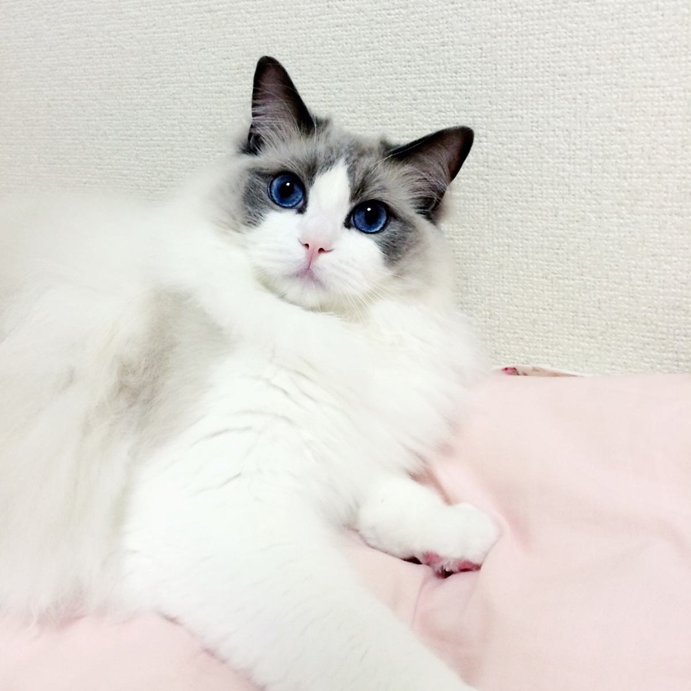 11 布偶猫