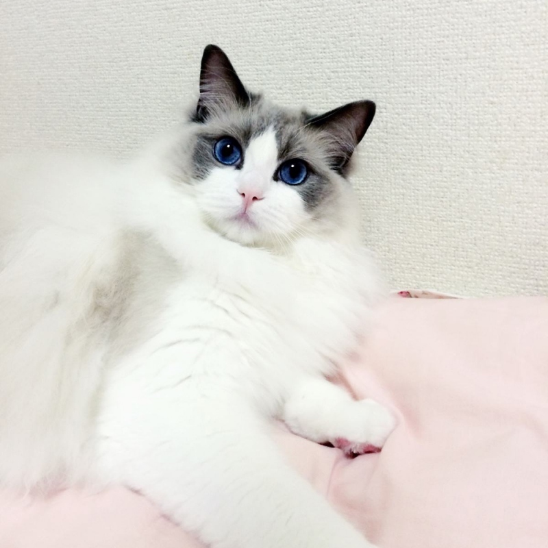 11 布偶猫