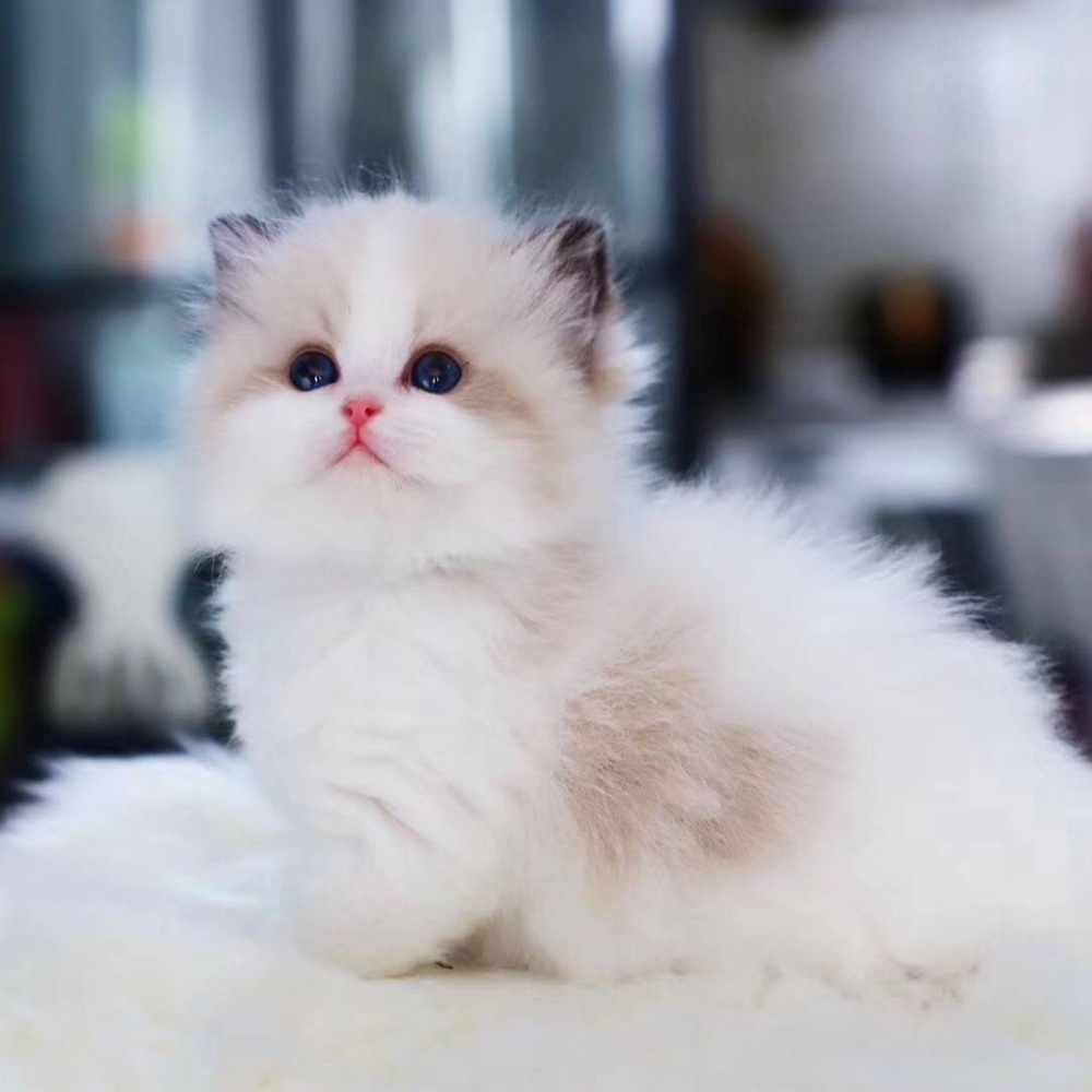 13 布偶猫
