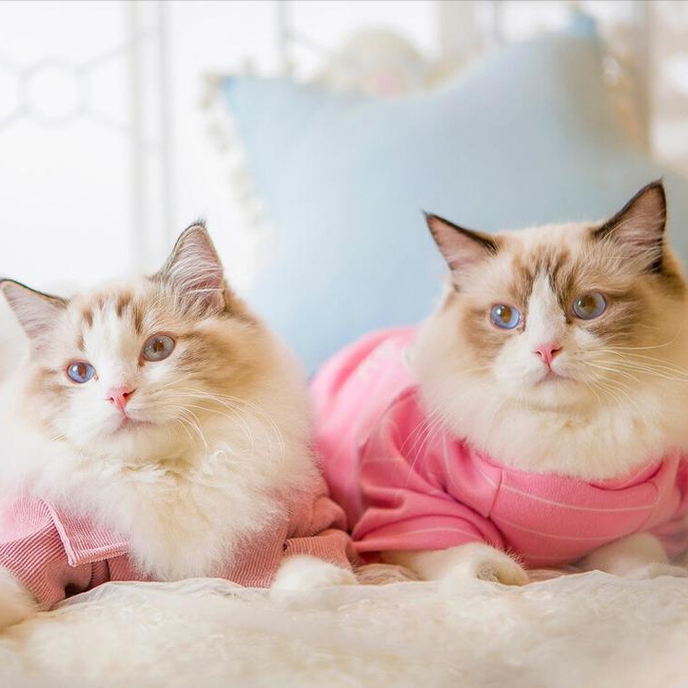 14 布偶猫