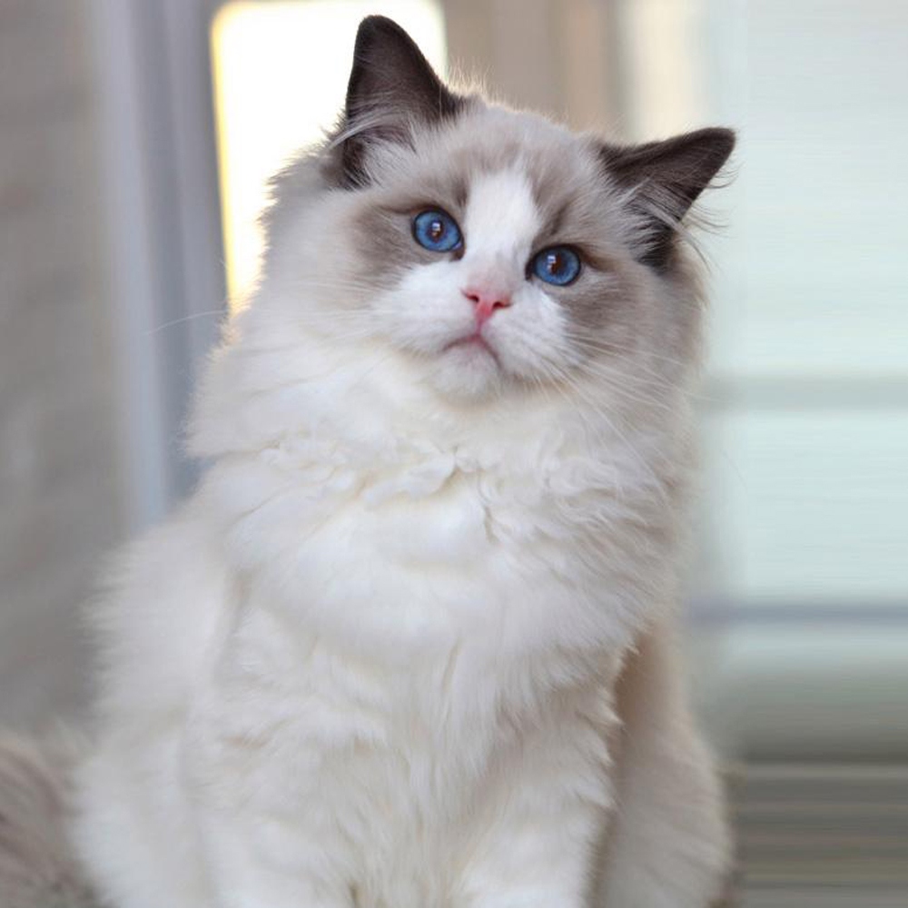 15 布偶猫