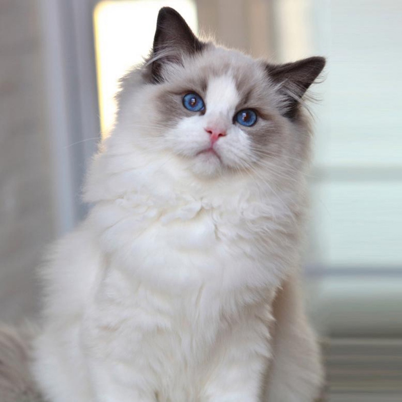 15 布偶猫