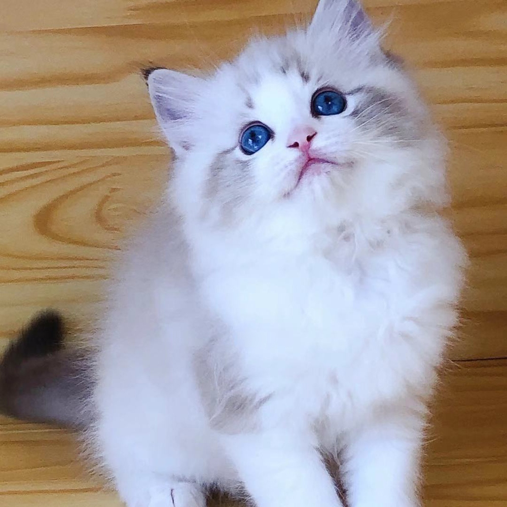 16 布偶猫