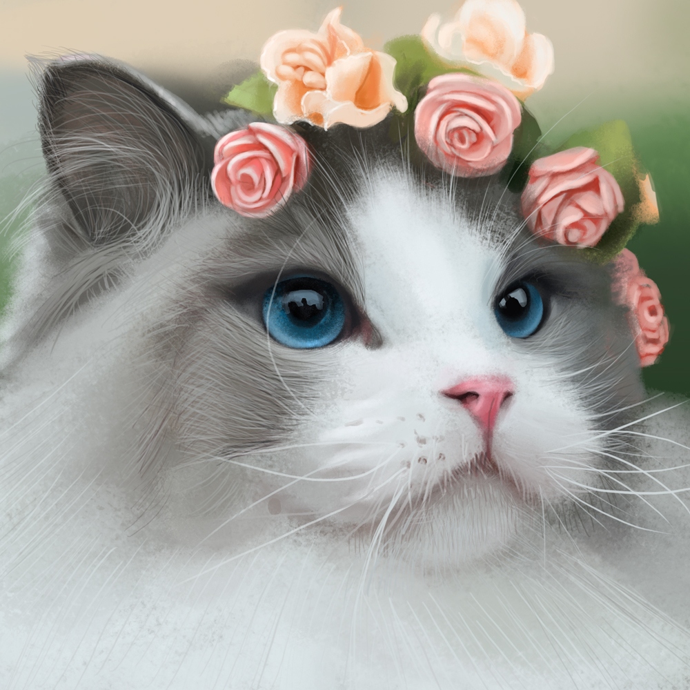 17 布偶猫