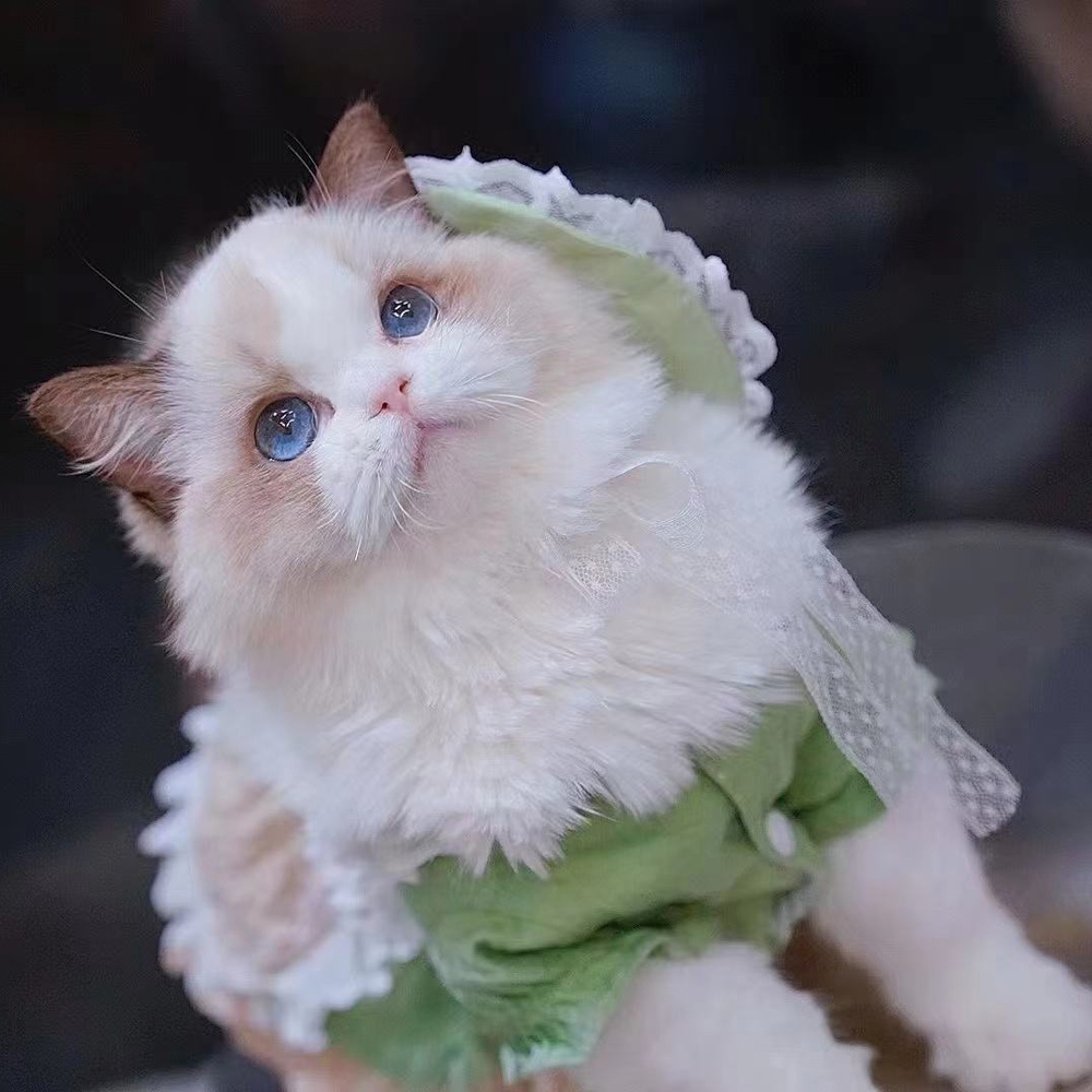 18 布偶猫