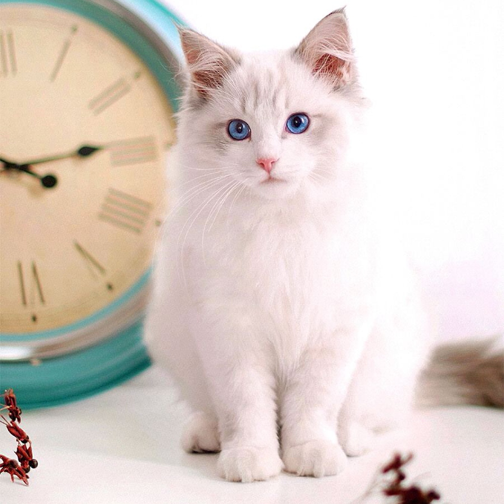 19 布偶猫