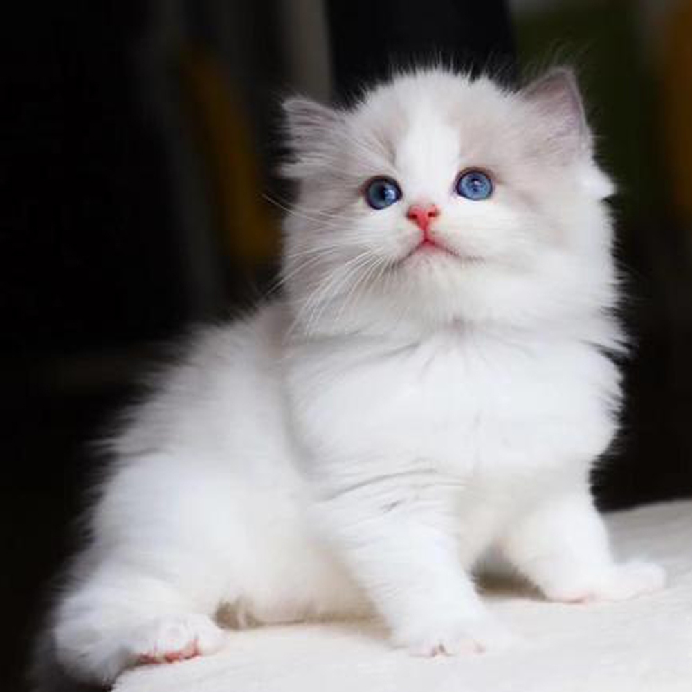 20 布偶猫
