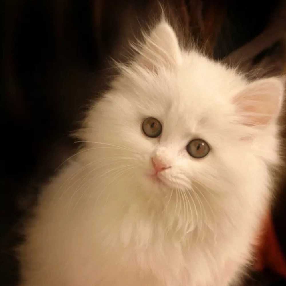 1 波斯猫