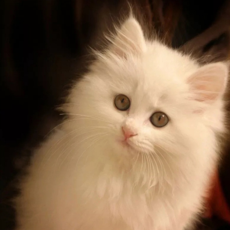 1 波斯猫