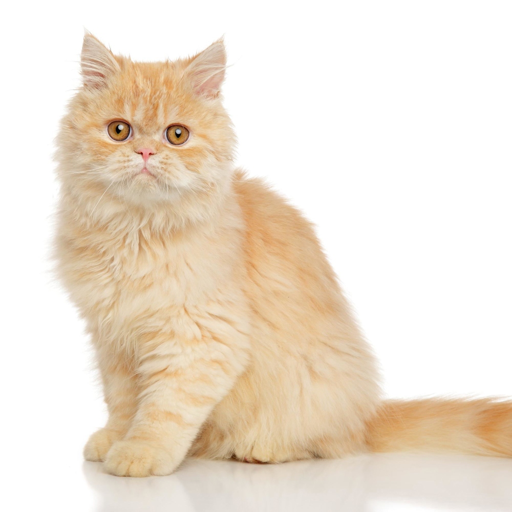 2 波斯猫