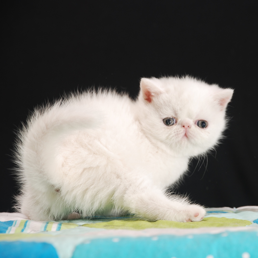 5 波斯猫