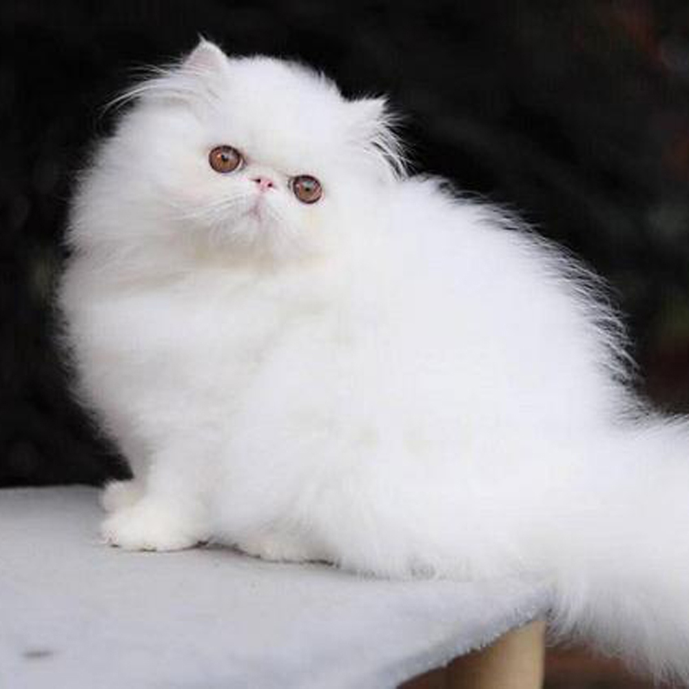 6 波斯猫