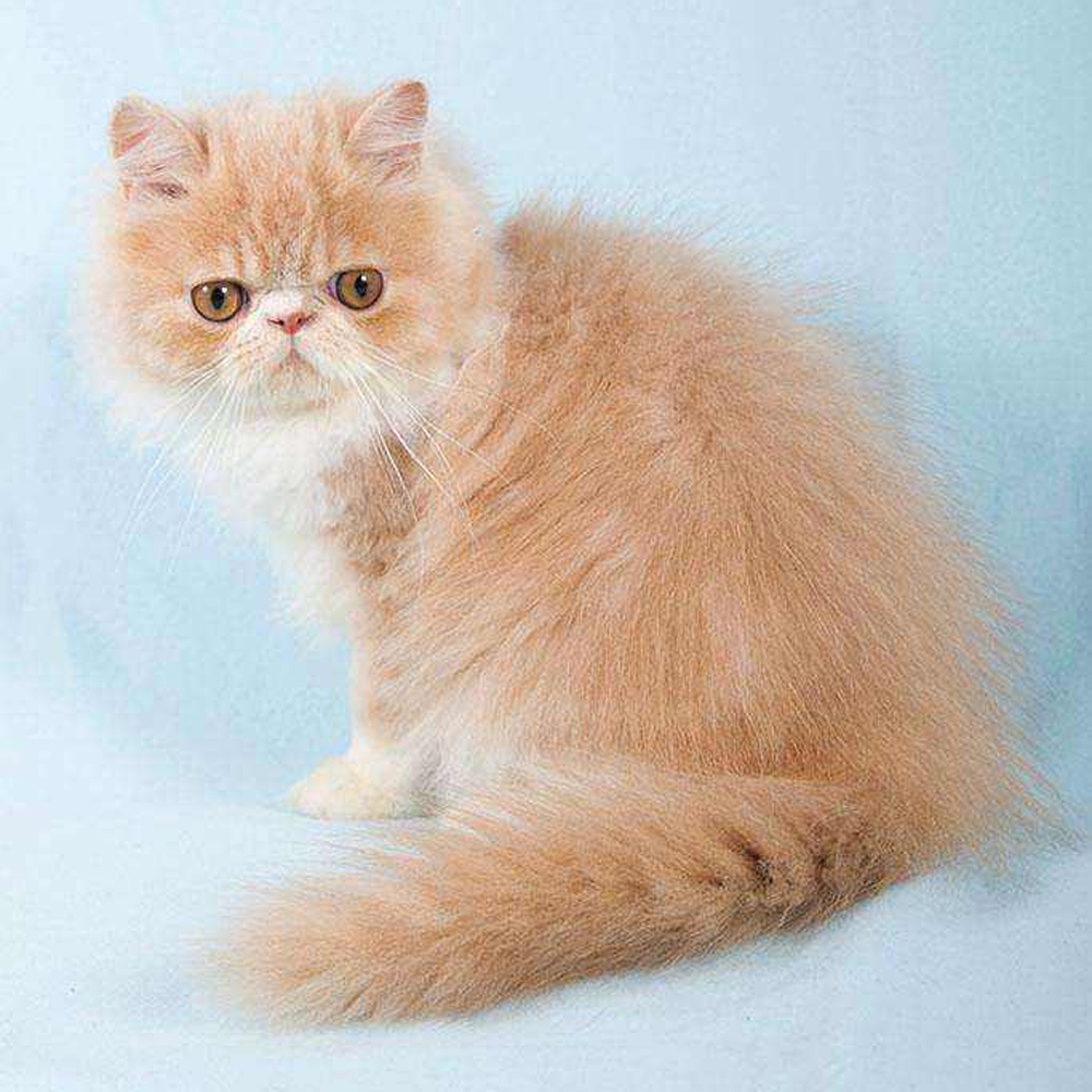 7 波斯猫