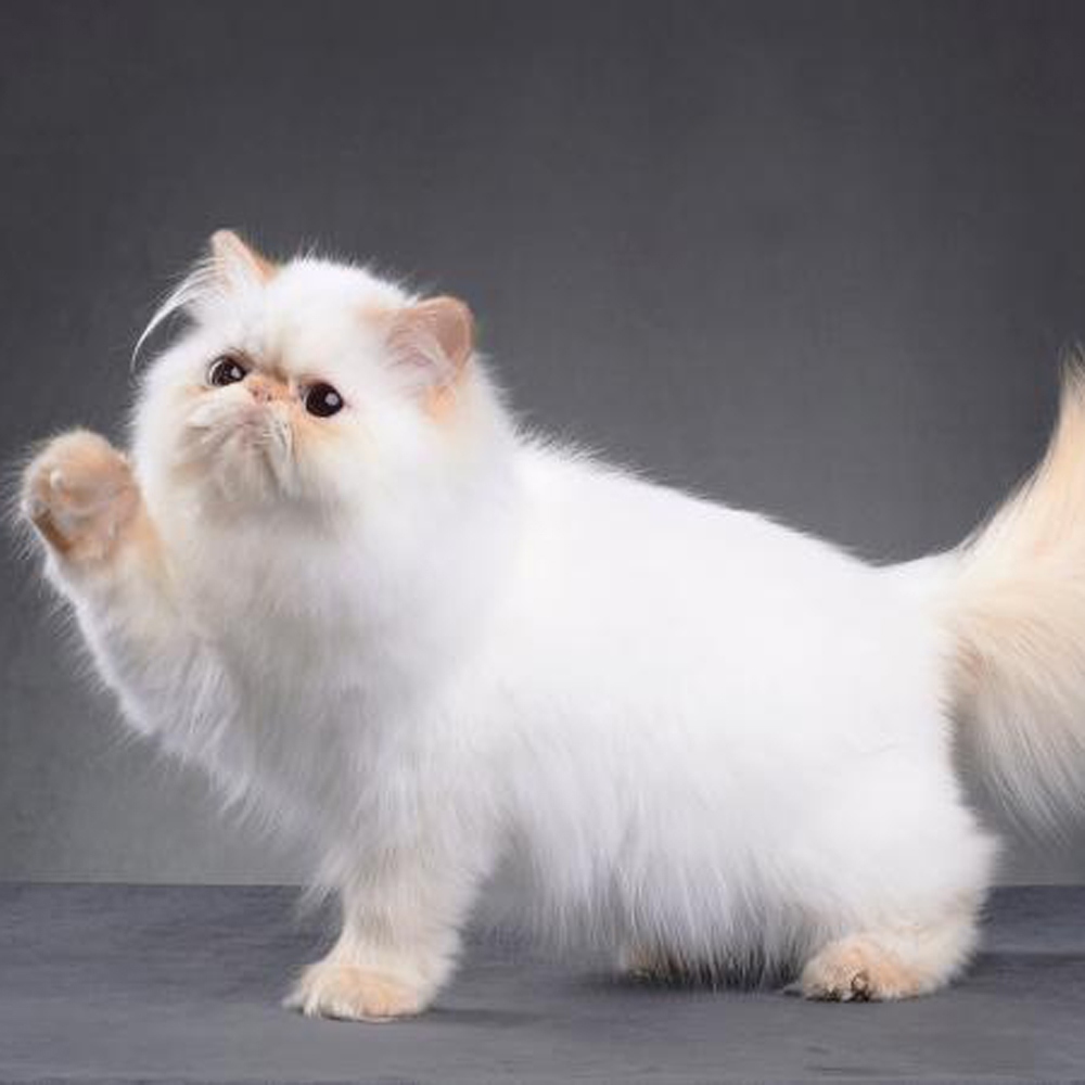 9 波斯猫