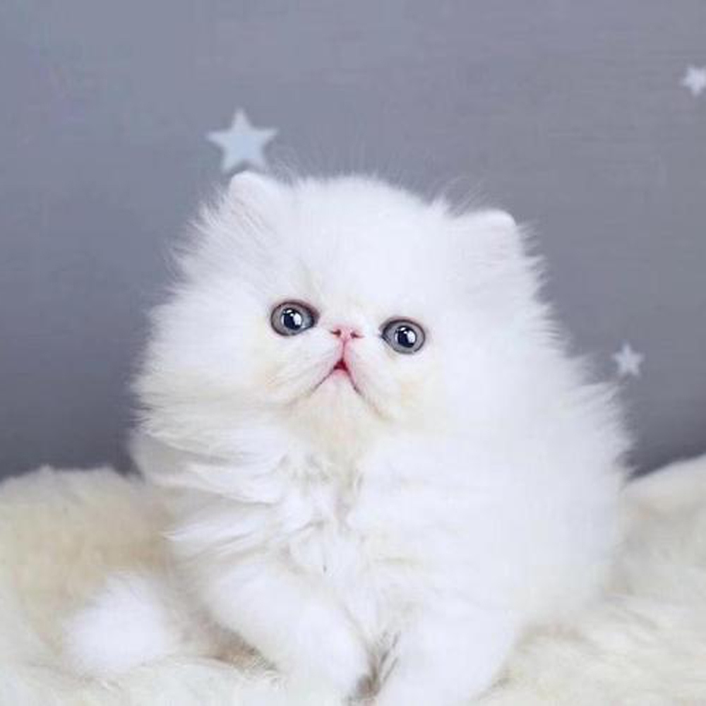 10 波斯猫