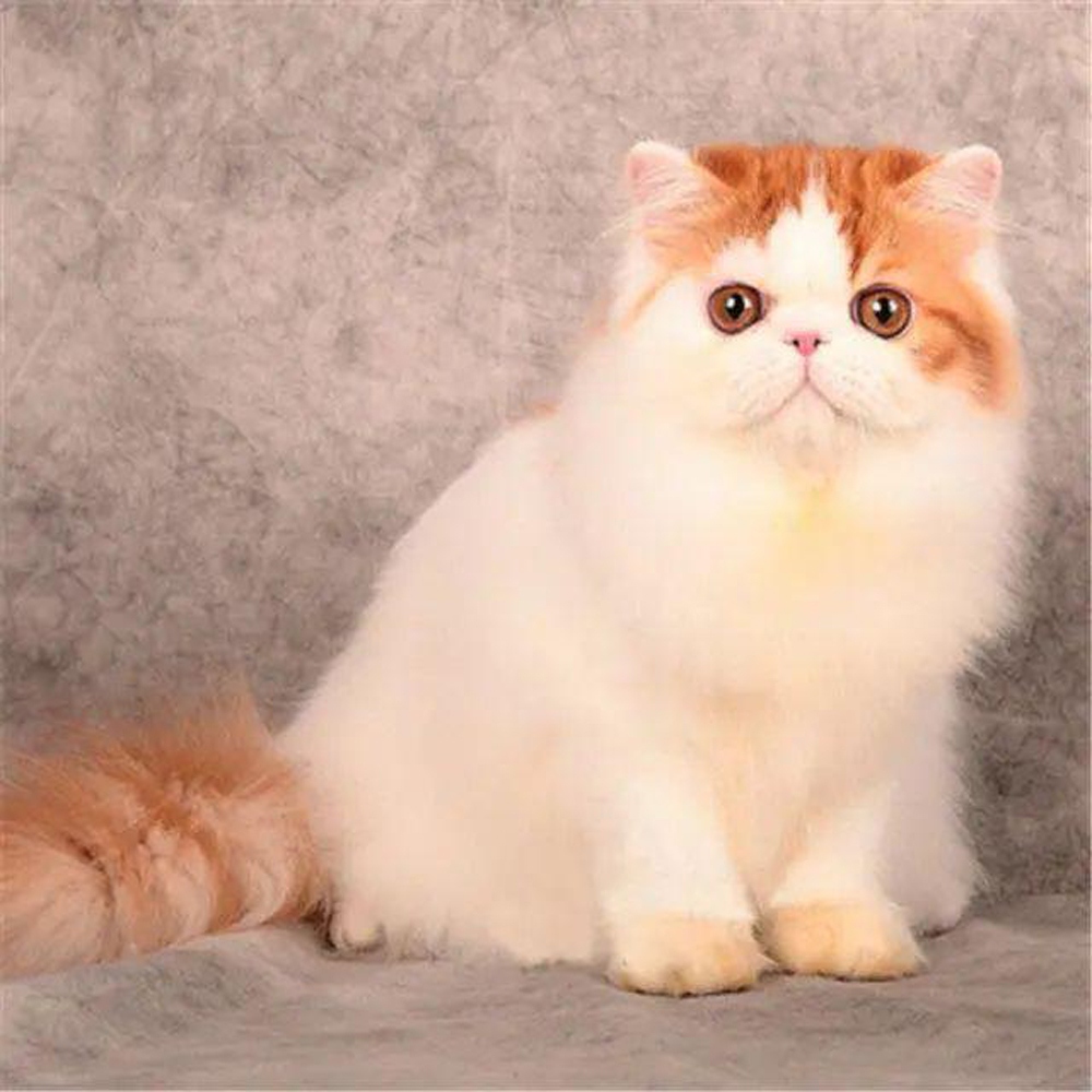 14 波斯猫
