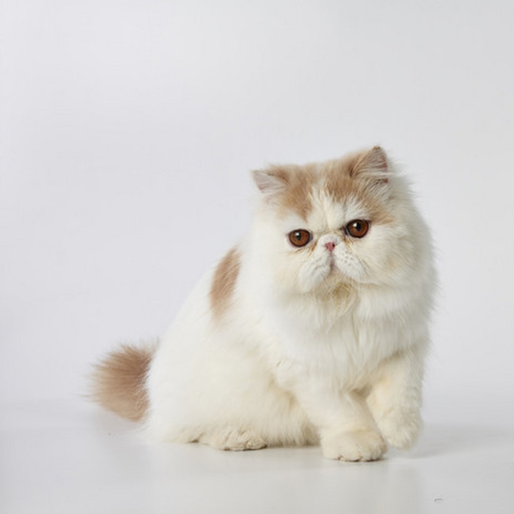 15 波斯猫