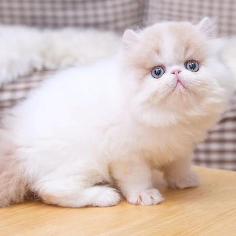 18 波斯猫