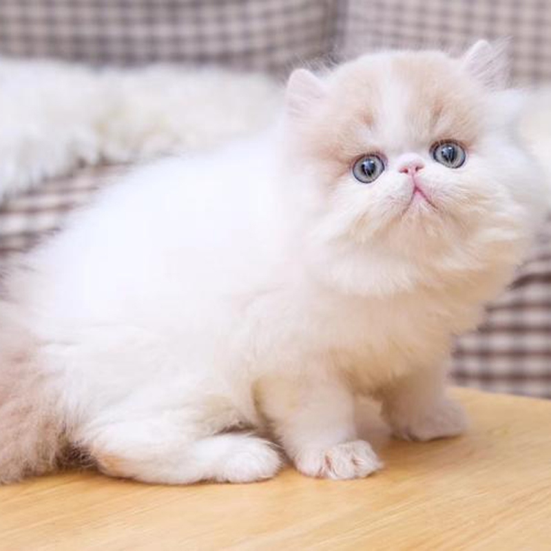 18 波斯猫