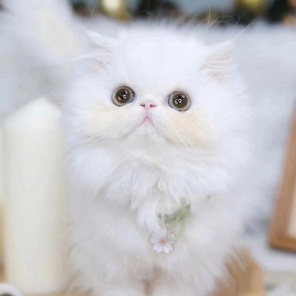 19 波斯猫