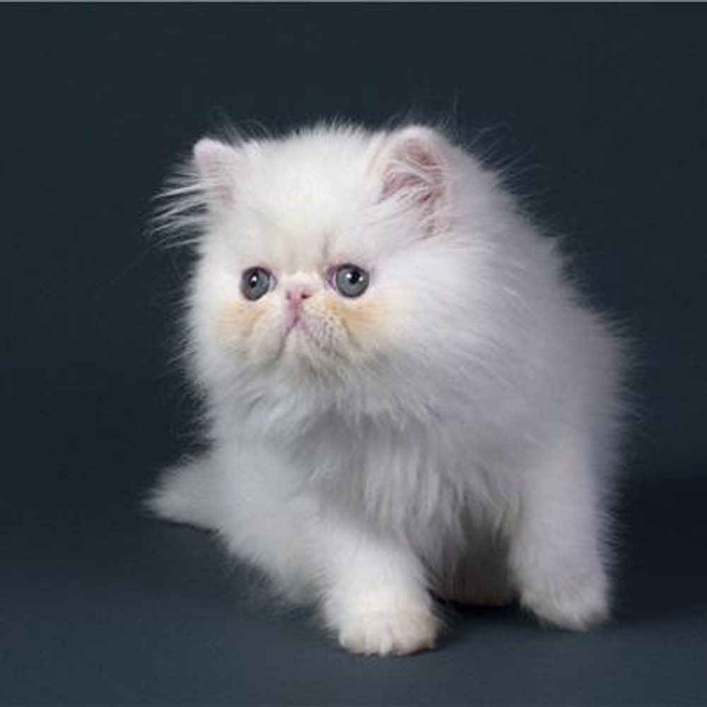 20 波斯猫