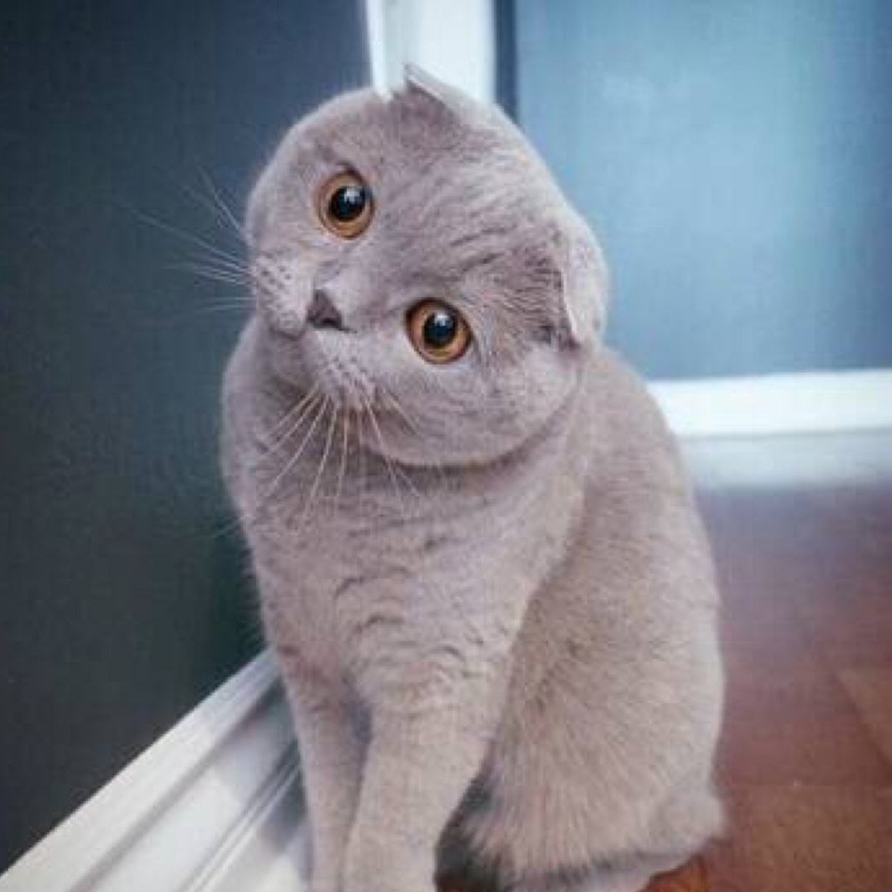 1 折耳猫
