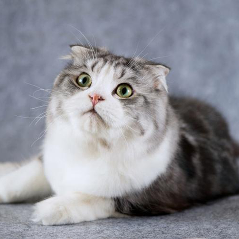4 折耳猫