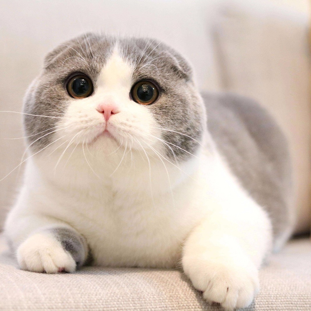 5 折耳猫