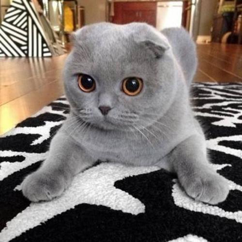 6 折耳猫