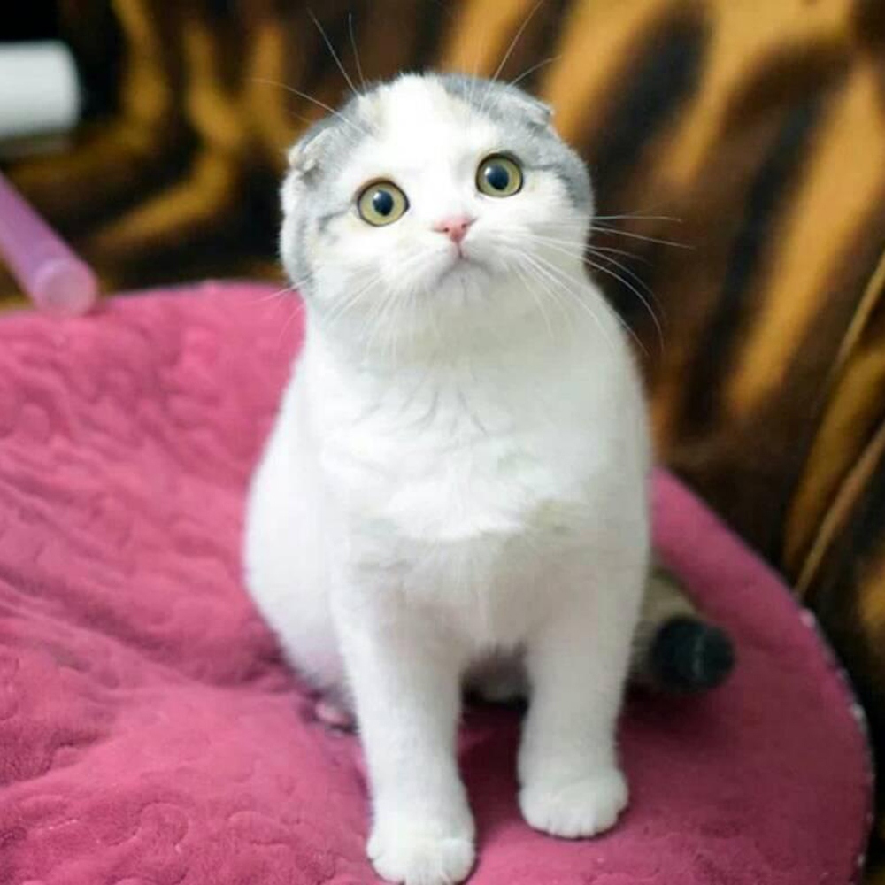 7 折耳猫