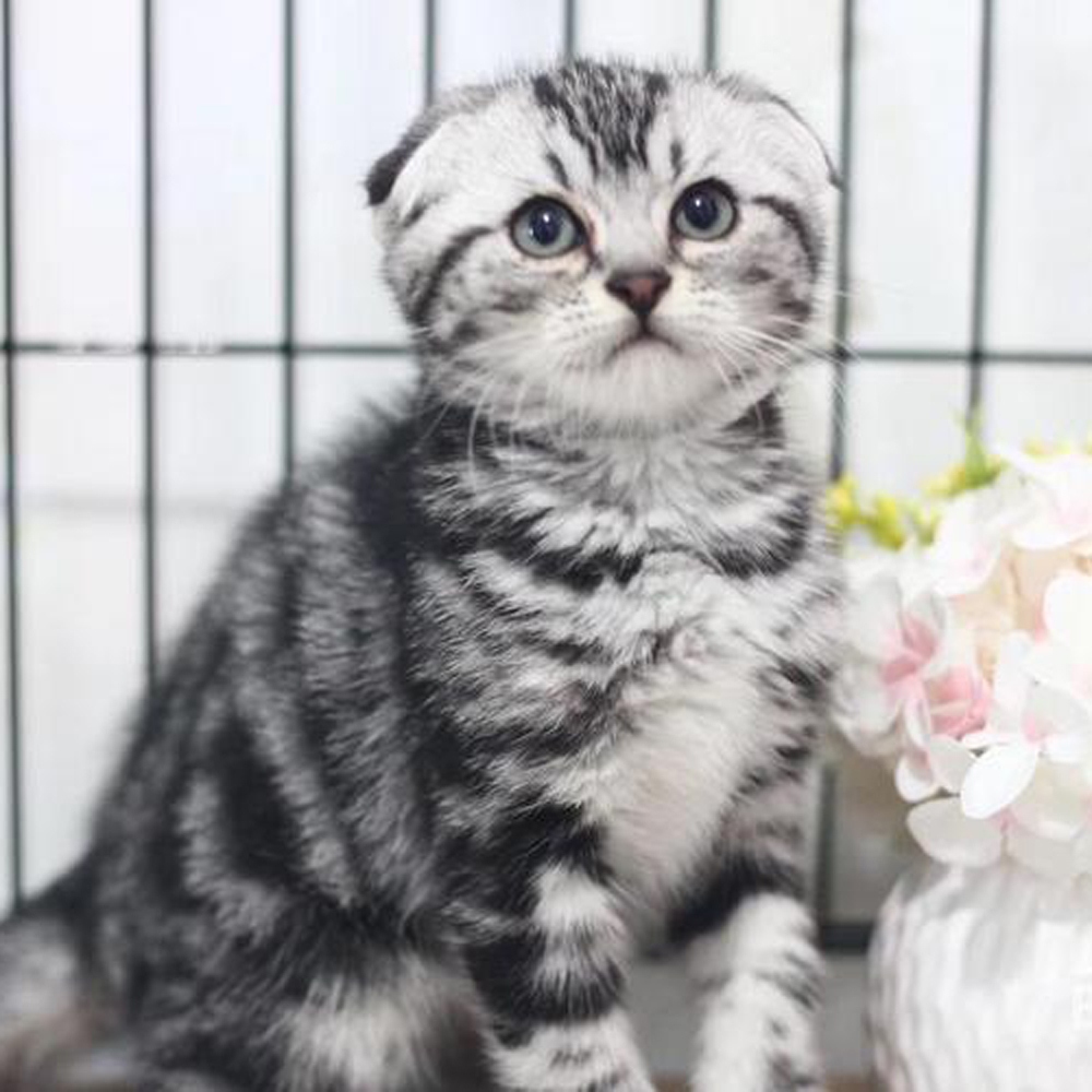 8 折耳猫