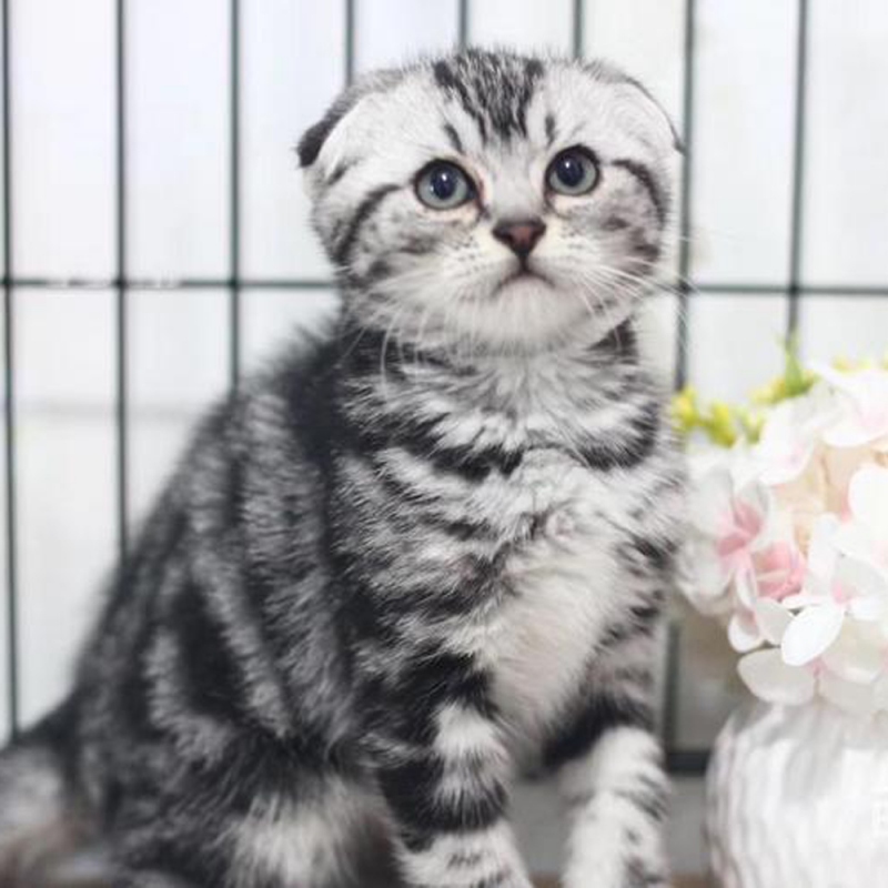 8 折耳猫