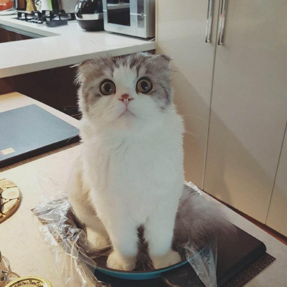 9 折耳猫