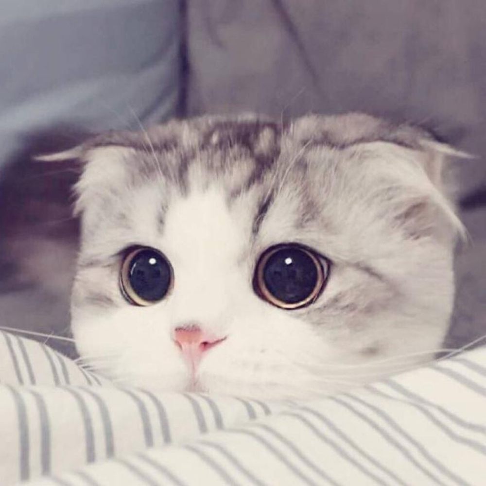 10 折耳猫