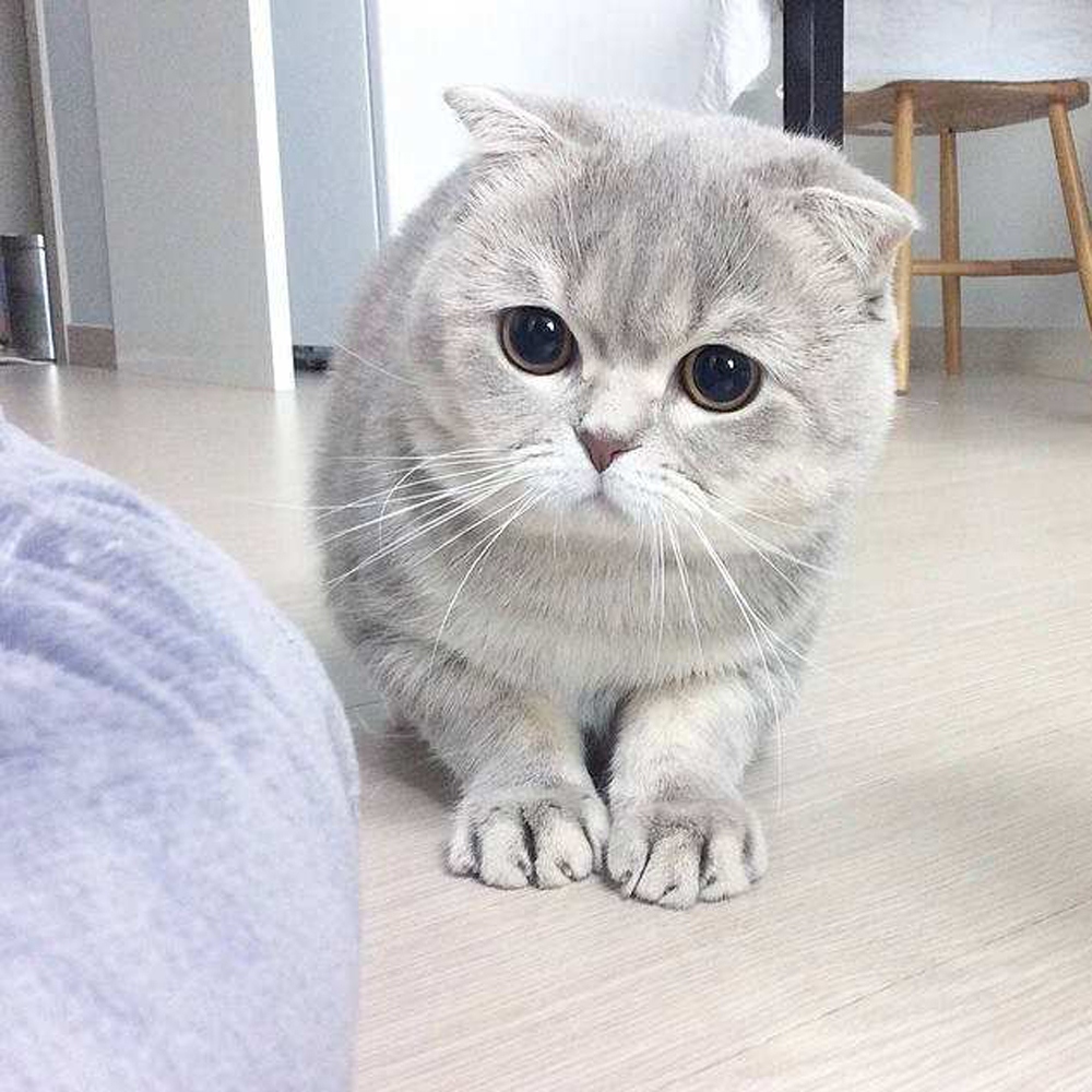12 折耳猫