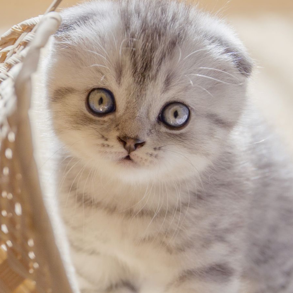 13 折耳猫