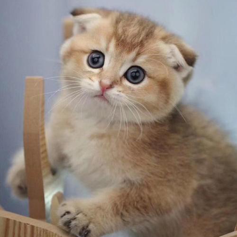 14 折耳猫
