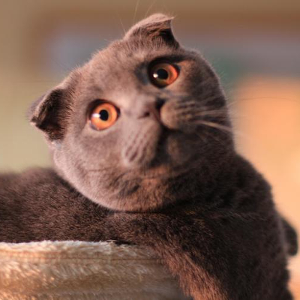 17 折耳猫