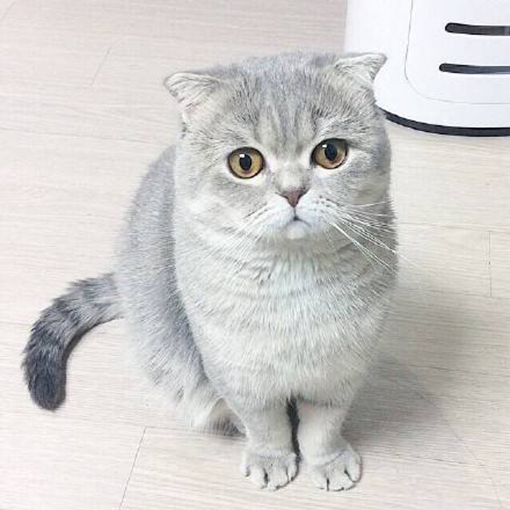 18 折耳猫