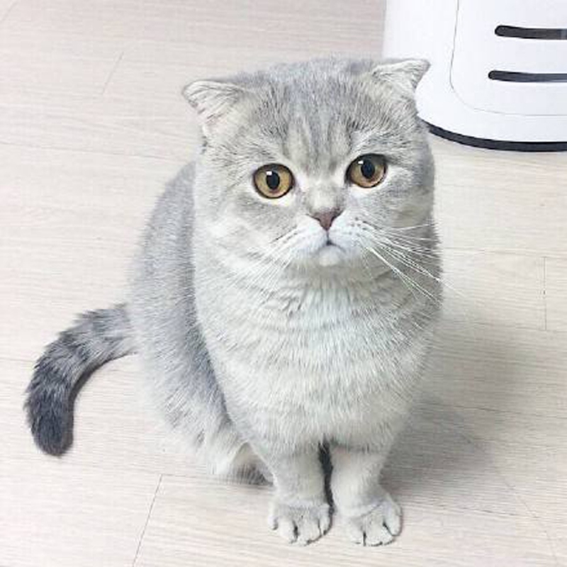 18 折耳猫