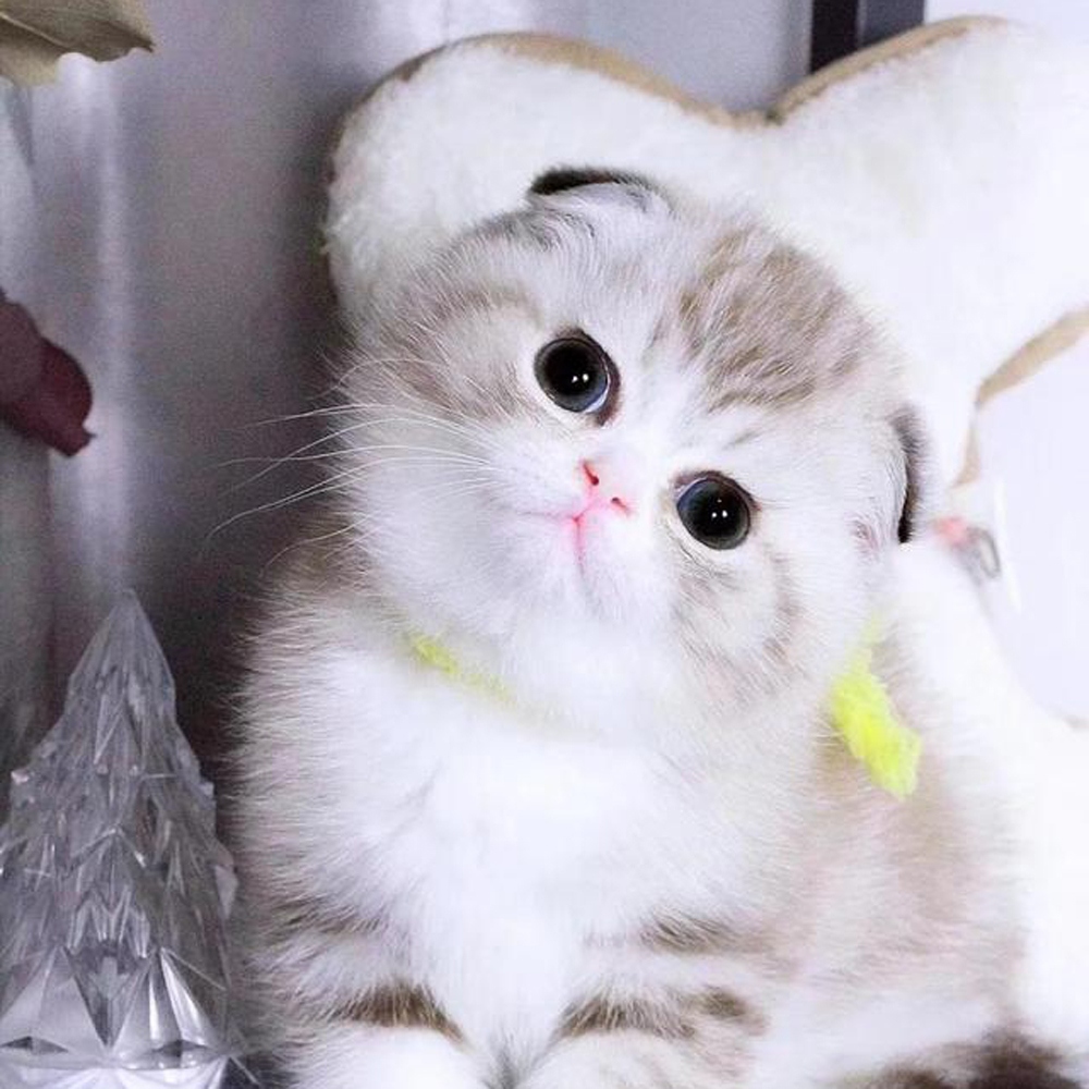 19 折耳猫
