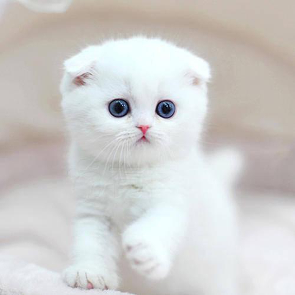 20 折耳猫