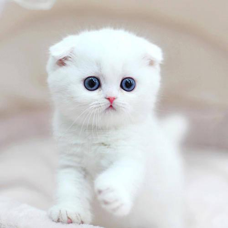20 折耳猫