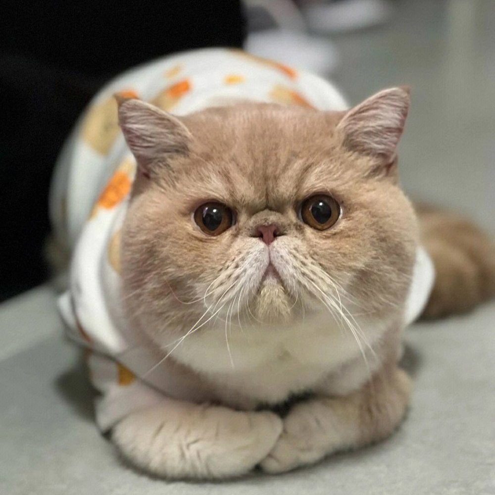 1 加菲猫