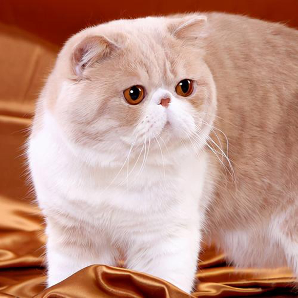 2 加菲猫